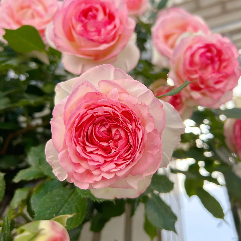 🔥50% Off💖Pink Da Vinci Rose Seed🌿Huge Blooms