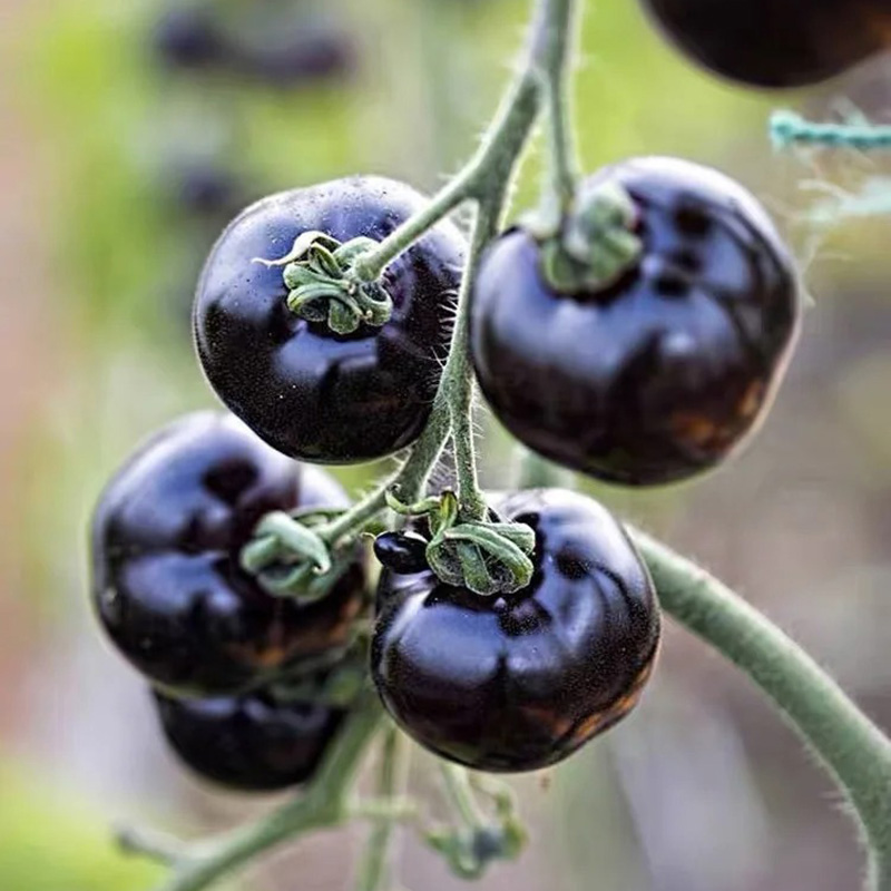 🔥Hot Sales In Spring🍅Delicious Tomato Seed🌱Easy To Planting