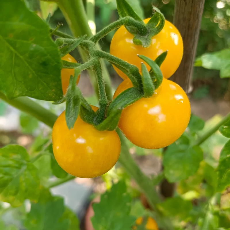 🔥Hot Sales In Spring🍅Delicious Tomato Seed🌱Easy To Planting