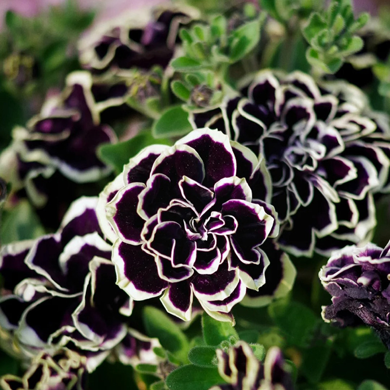 🔥Hot selling🌺double petunia🌱easy to plant