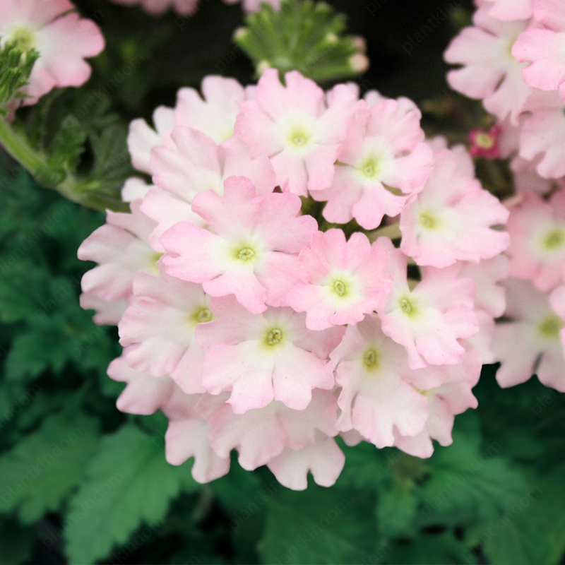Verbena Tuscany Seeds