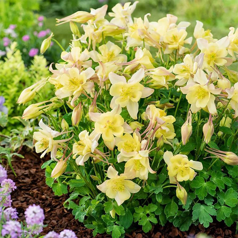 Columbine Flower Seeds