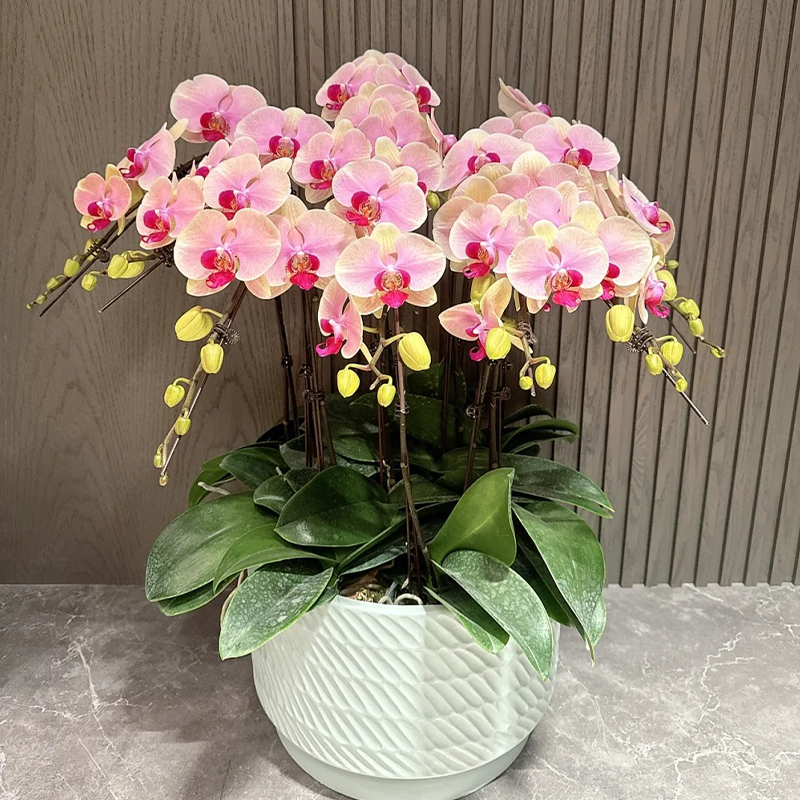 ♨️Summer Hot Products🦋Butterfly Orchid Flower Seed🪴Unique Flower