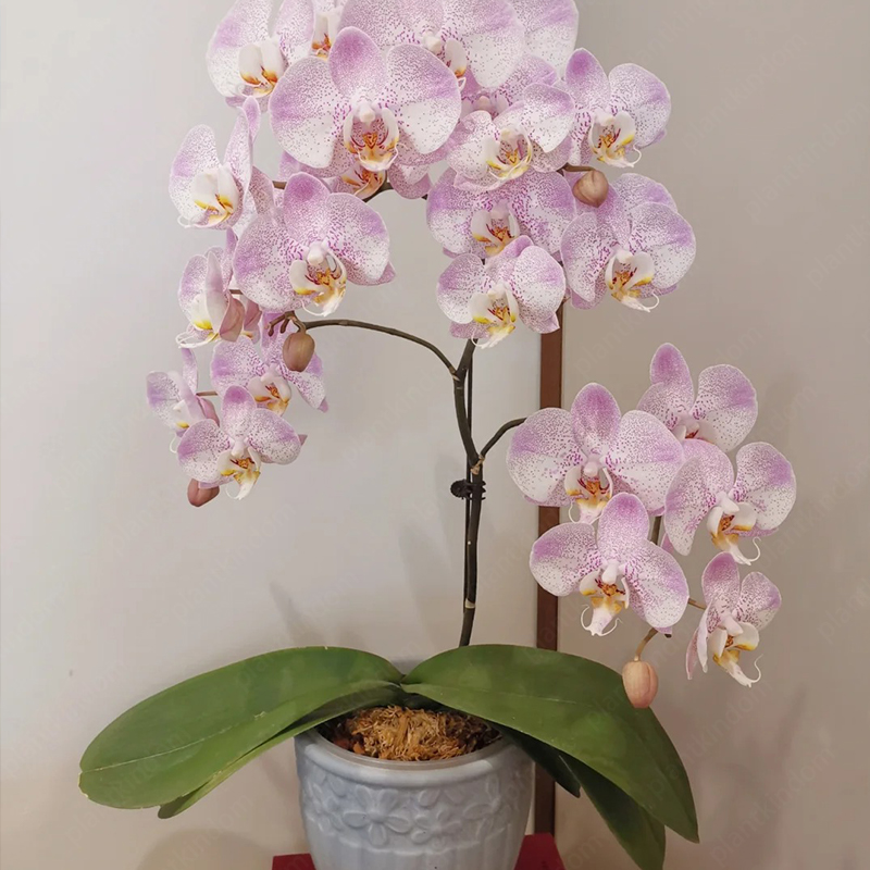 ♨️Summer Hot Products🦋Butterfly Orchid Flower Seed🪴Unique Flower