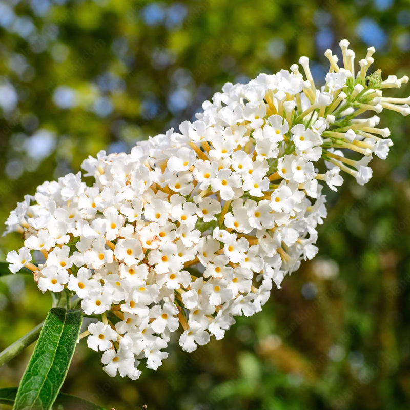 Butterfly Bush Seeds