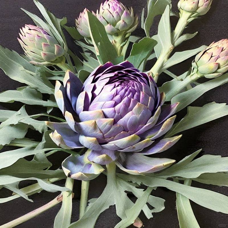 🌿High-quality and high-yield artichoke seeds✨- A green and healthy choice🍃
