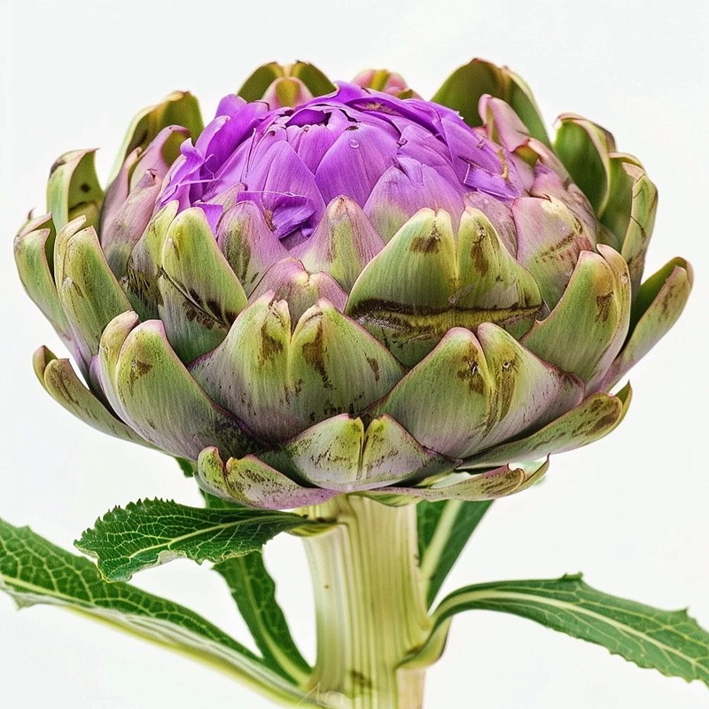 🌿High-quality and high-yield artichoke seeds✨- A green and healthy choice🍃