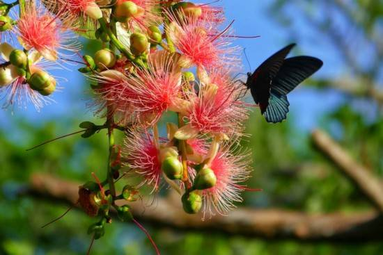 Barringtonia racemosa seeds🌸