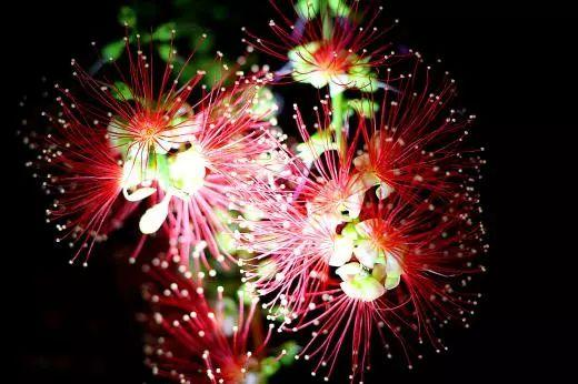 Barringtonia racemosa seeds🌸