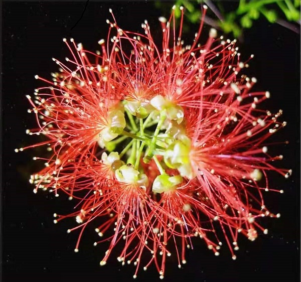 Barringtonia racemosa seeds🌸