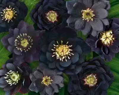 Christmas Rose-Black Hellebore