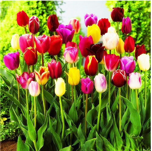 Mixed Tulip Seeds