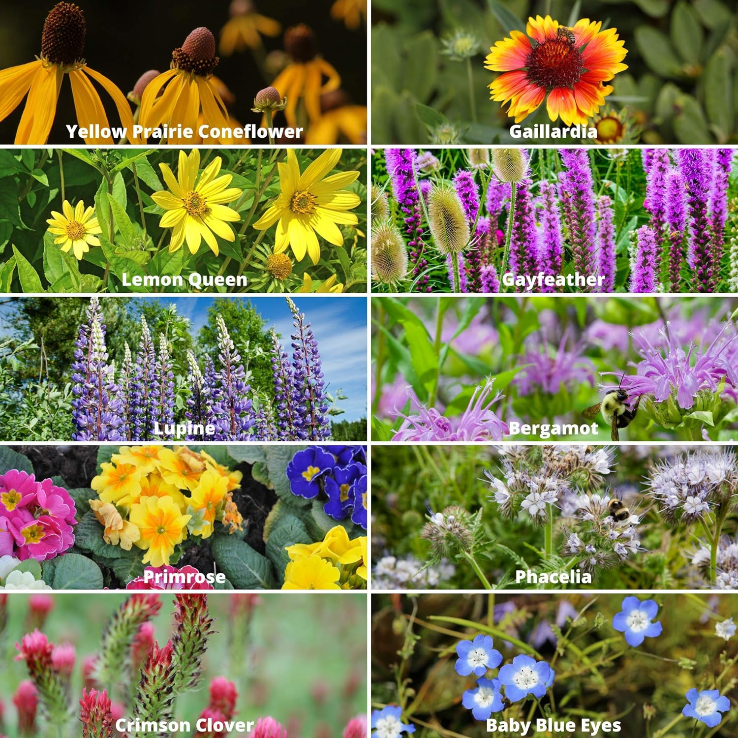 Save Bees Wildflower Seed Series - Pure Non-GMO Flower Seeds