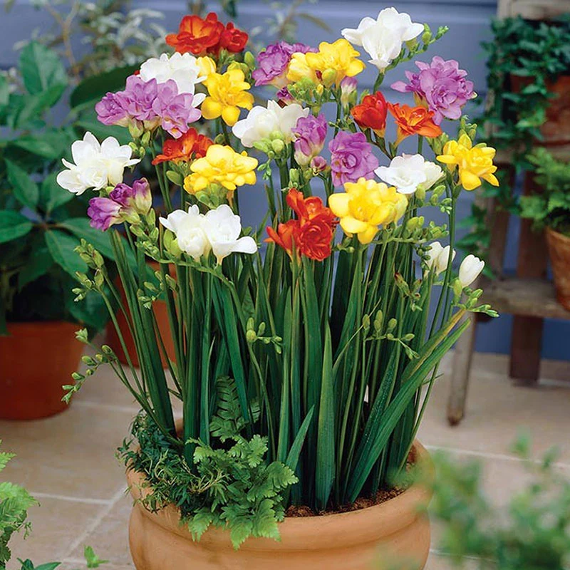 Freesia Bulbs - Mix colors