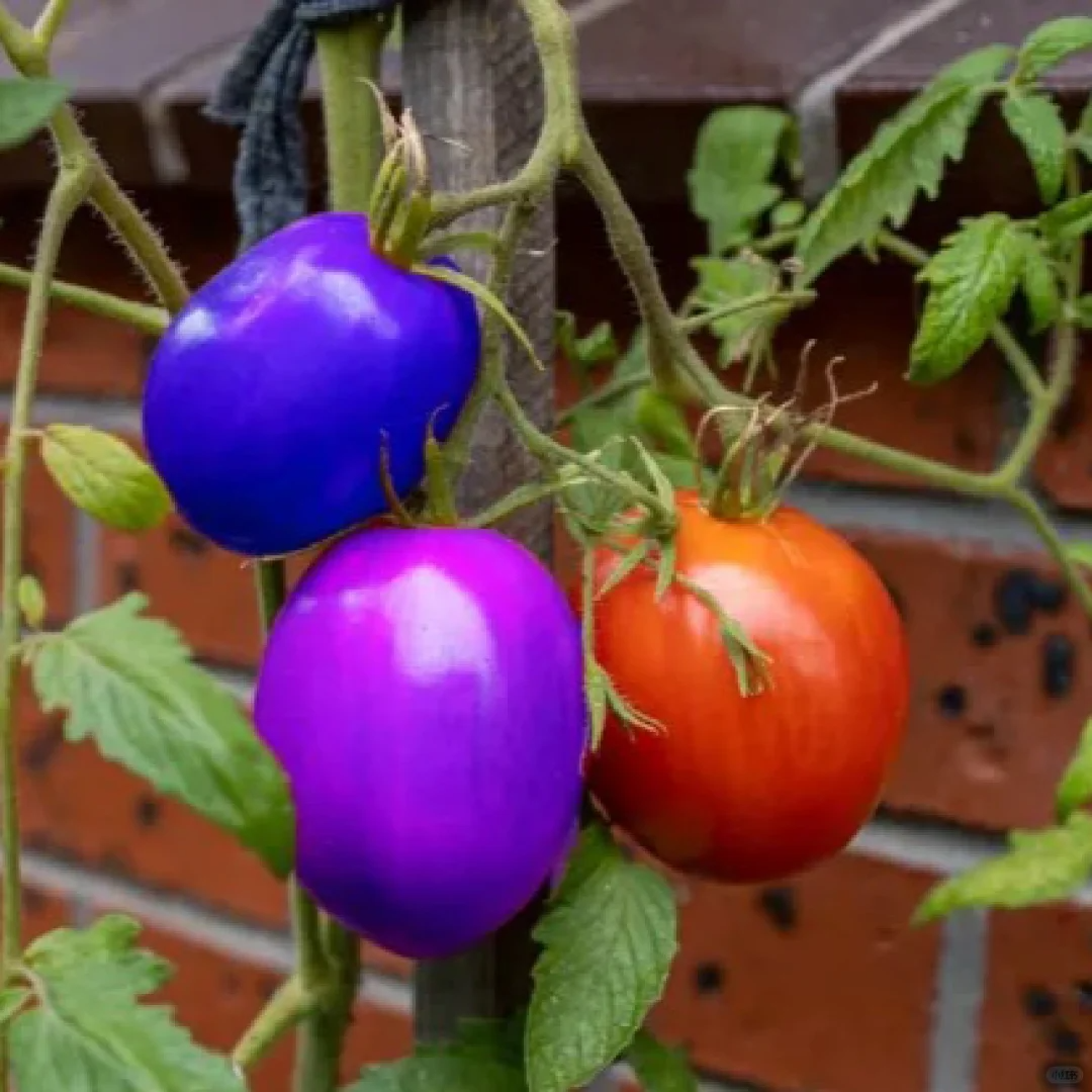 Colorful Tomatoes Seeds-Rare Seeds