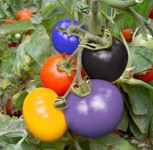 Colorful Tomatoes Seeds-Rare Seeds