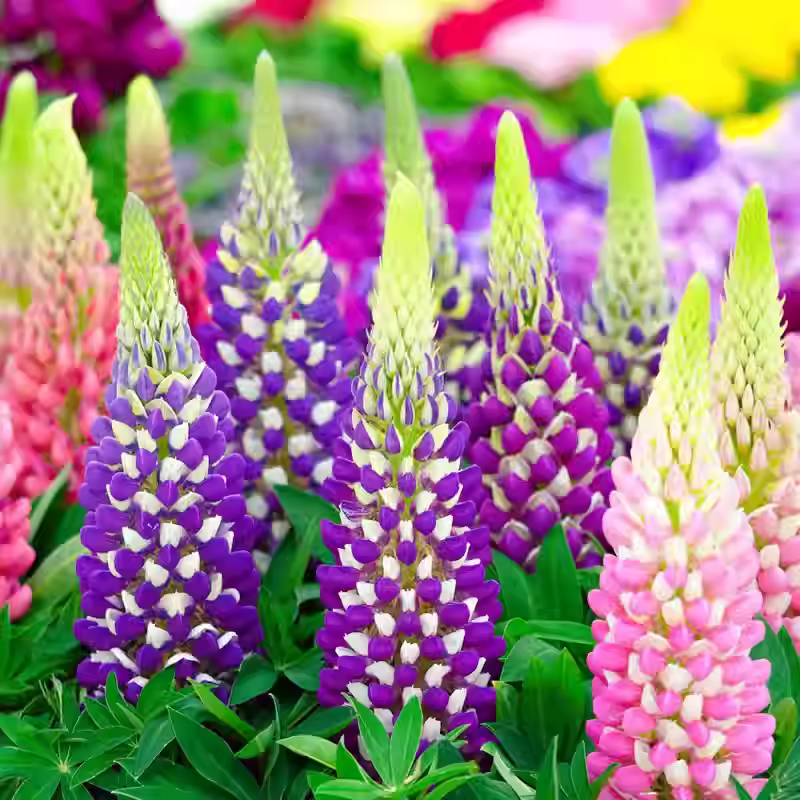 Wild Perennial Lupine Seeds for Planting - 100 SEEDS