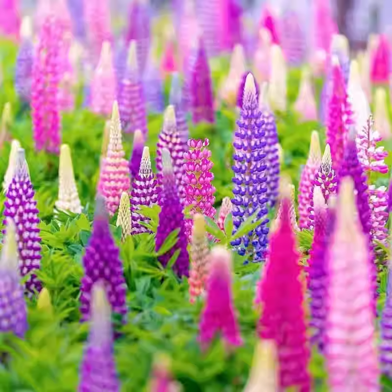 Wild Perennial Lupine Seeds for Planting - 100 SEEDS