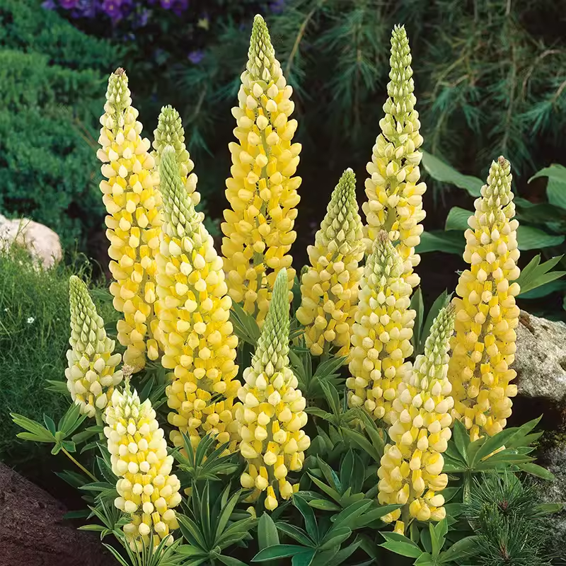 Wild Perennial Lupine Seeds for Planting - 100 SEEDS