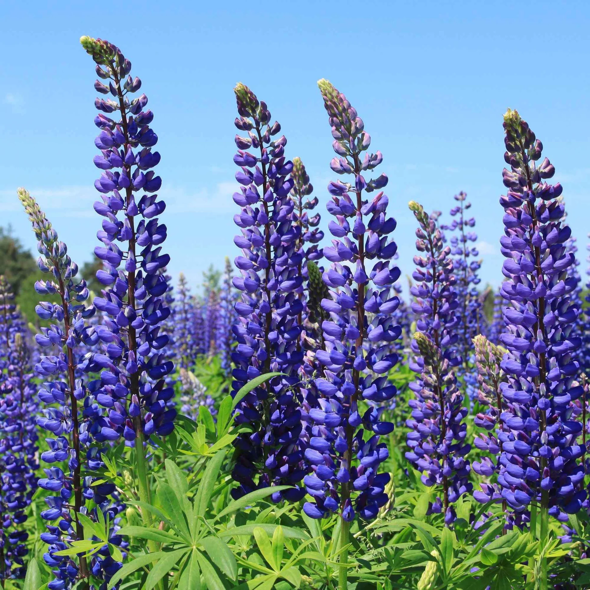 Wild Perennial Lupine Seeds for Planting - 100 SEEDS