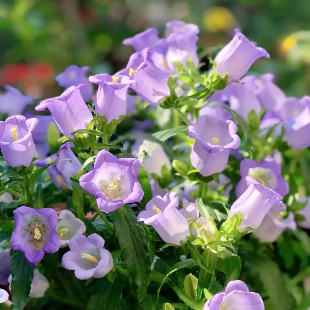 Super Hot💥Dutch bellflowers New🌸Offer in progress🔥