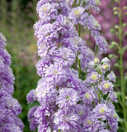 Delphinium Tall Showy Perennial Flower