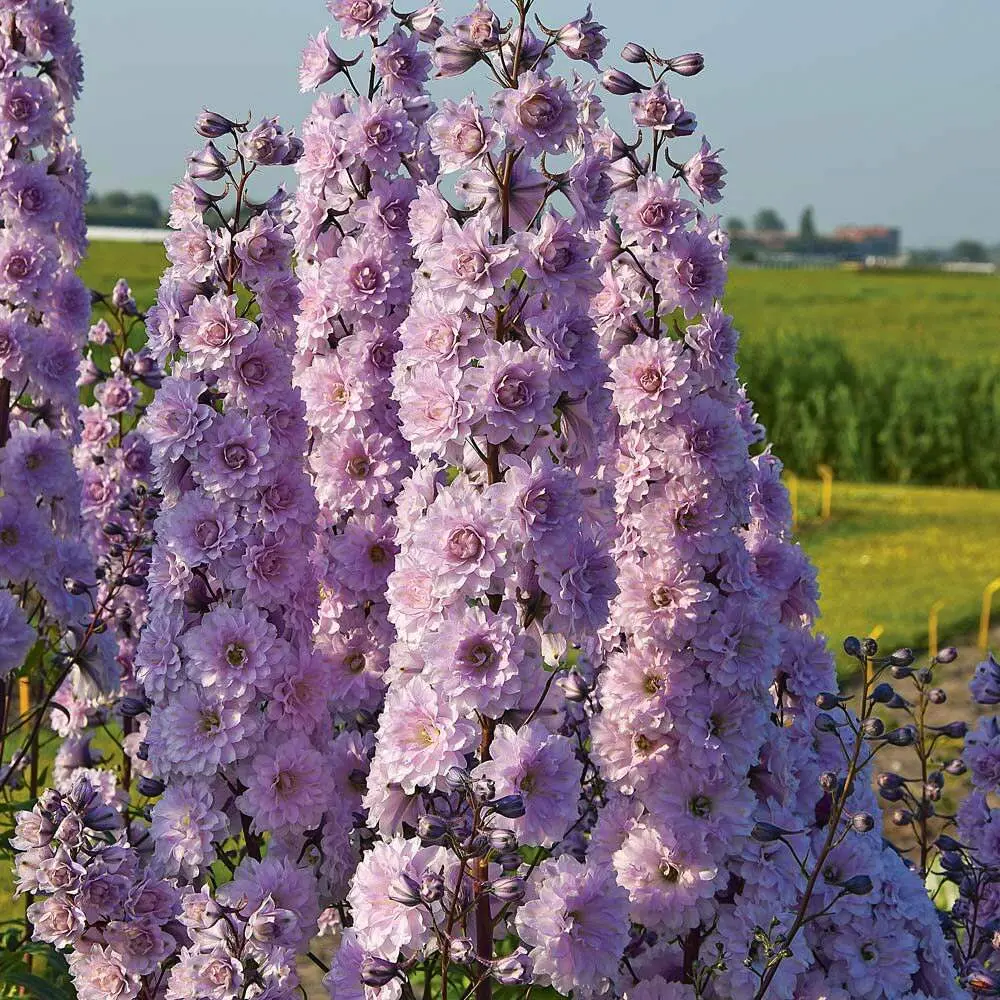Delphinium Tall Showy Perennial Flower