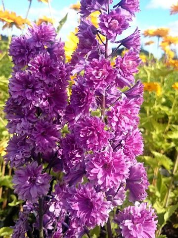 Delphinium Tall Showy Perennial Flower
