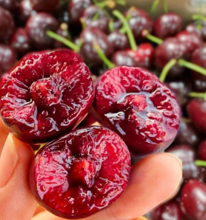 Rainier Cherry Fruit Seeds