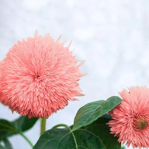 Teddy Bear Sunflower Seeds