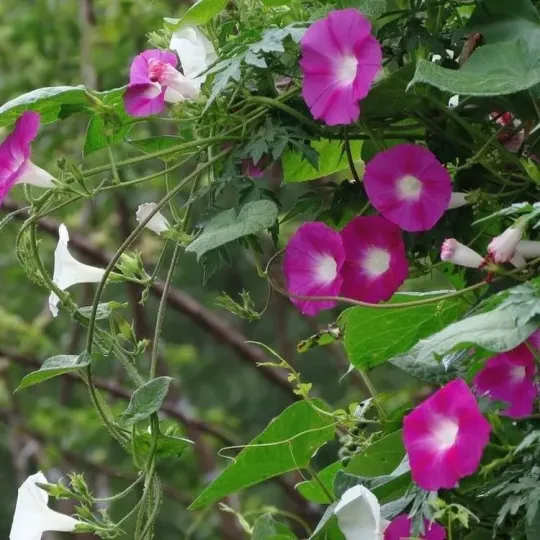 🔥Hot Selling🪴 Morning Glory Climbing Plants - 200 Seeds💥37%OFF