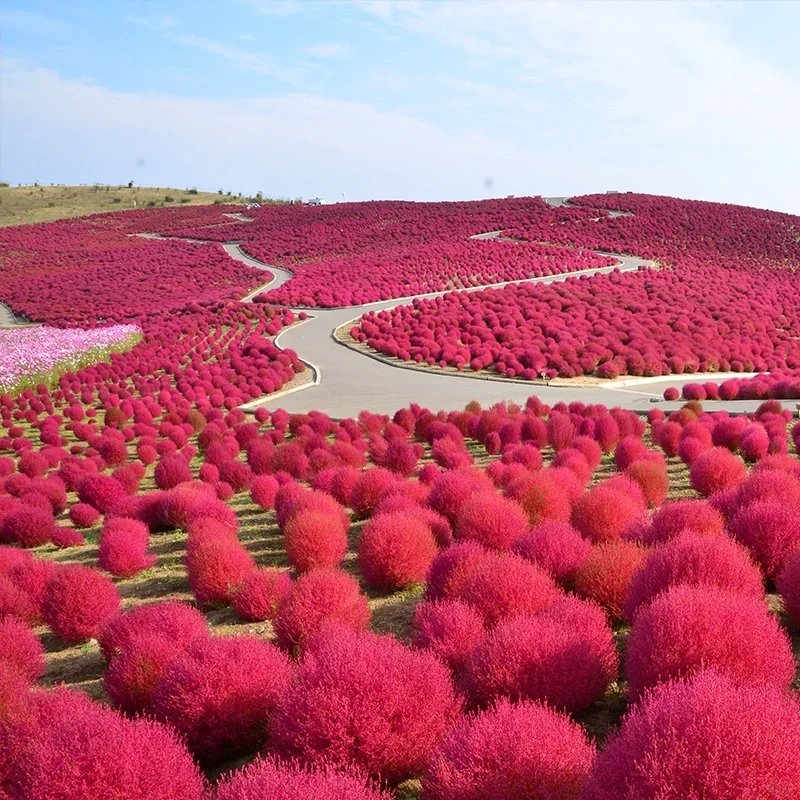 Bonsai Grass Broomsedge seeds 100 pcs hardy plants grass exotic ornamental seeds