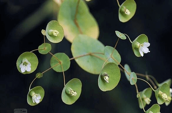 Herba Canscora lucidissima