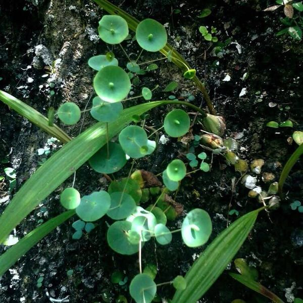 Herba Canscora lucidissima