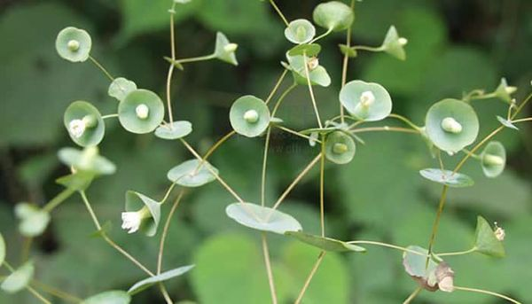 Herba Canscora lucidissima