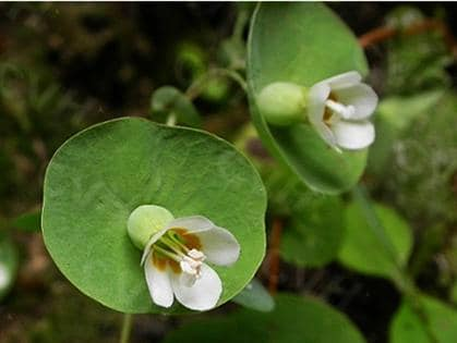 Herba Canscora lucidissima