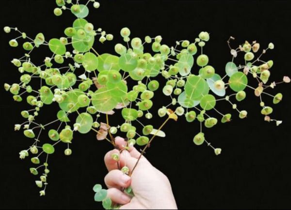 Herba Canscora lucidissima