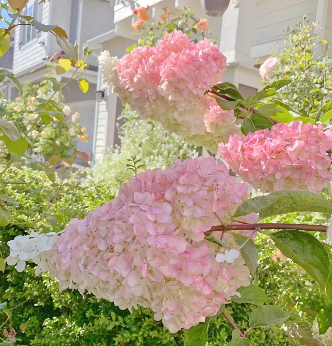 🍦Summer ice cream-🍨Panicle Hydrangea Flowers Seeds - 100/200Pcs