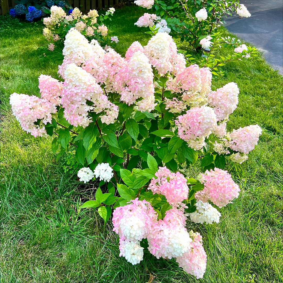 🍦Summer ice cream-🍨Panicle Hydrangea Flowers Seeds - 100/200Pcs