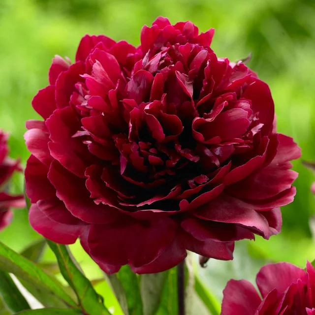 Mixed color peony seeds (autumn saw)