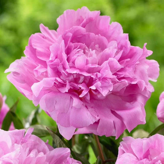 Mixed color peony seeds (autumn saw)
