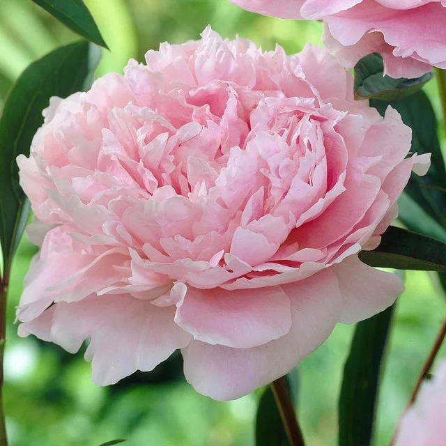 Mixed color peony seeds (autumn saw)