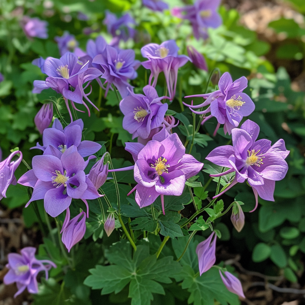 💥70% OFF🌱Columbine Flower Seeds🌺Perfect Choice