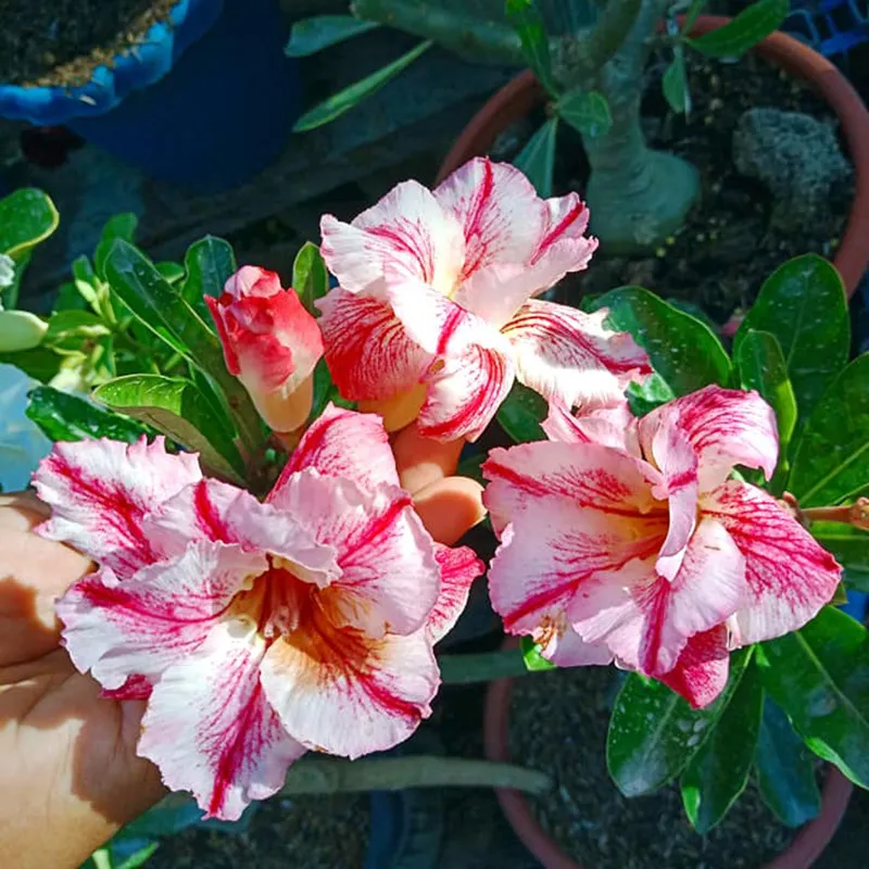 💐Desert Rose Seeds💖Various Colors🌱Long Flowering Period