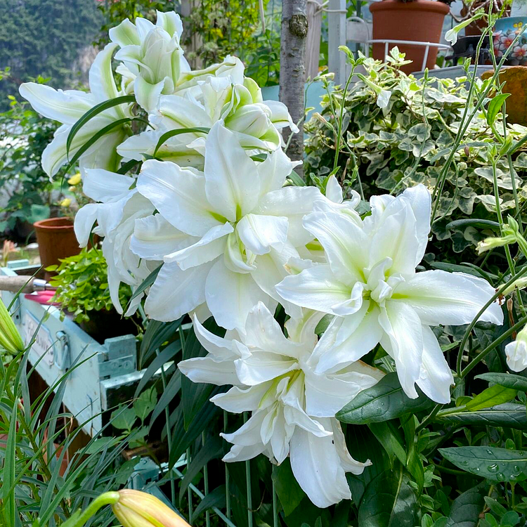 Lily Bulbs