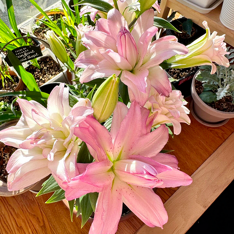 Lily Bulbs