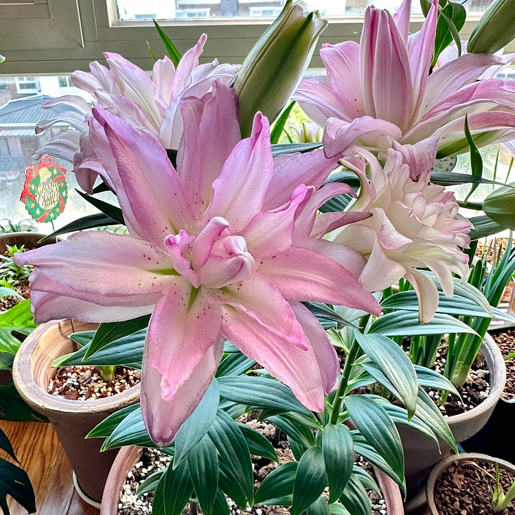 Lily Bulbs
