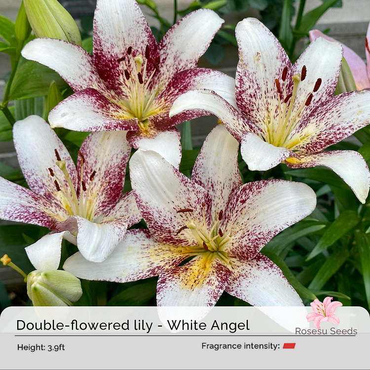 Lily Bulbs
