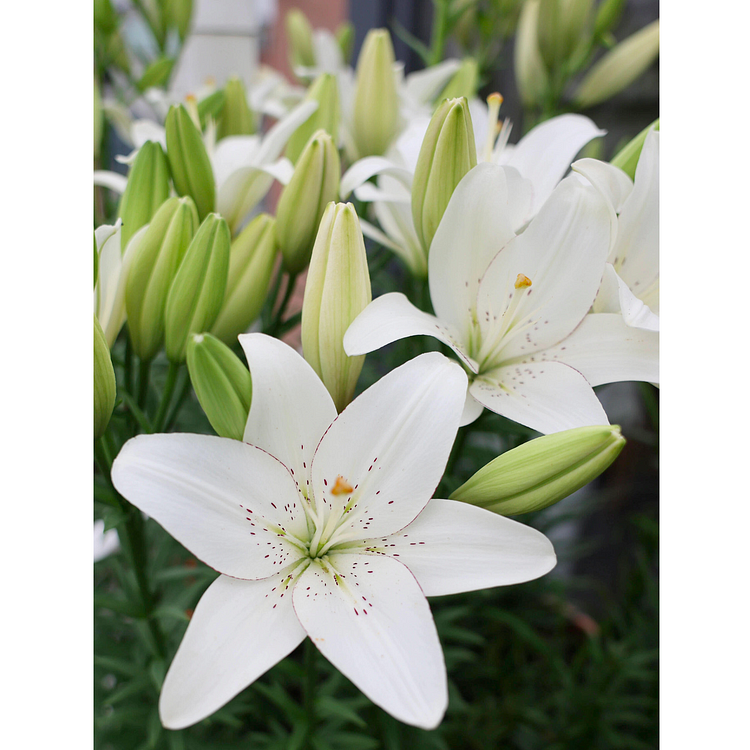 Lily Bulbs