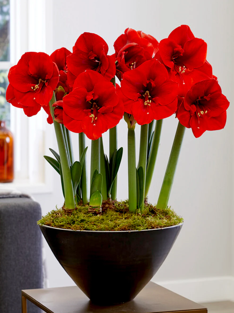 🎉Hot Sale🌸Amaryllis Bulbs
